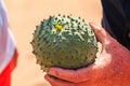 African horned cucumber, kiwano , traditional food plant in Africa. Sandwich Harbor, Namibia