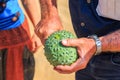 African horned cucumber, kiwano , traditional food plant in Africa. Sandwich Harbor, Namibia