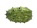 African horned melon or japanese kiwano isolated on white background with clipping path. Royalty Free Stock Photo