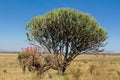 African huge cactus in savanna bush