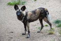 African Hunting Dog