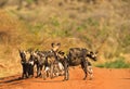 The African Hunting Dog Royalty Free Stock Photo