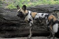 African hunting dog with a beautiful spotted coat