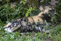 African hunting dog in the bush 1
