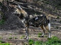 African hunting dog 17