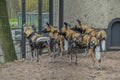 African Hunting Dogs At The Gate Artis Zoo Amsterdam The Netherlands