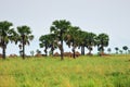 Huts in the village in Uganda, Africa Royalty Free Stock Photo