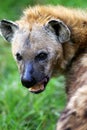 African Hyena Royalty Free Stock Photo