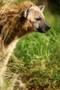 African Hyena Royalty Free Stock Photo