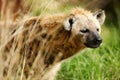 African Hyena Royalty Free Stock Photo