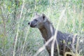 African hyena facing sideways in the bush