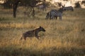 African hyena with zebras in background at beautiful landscape in the Serengeti National Park during safari. Tanzania. Wild nature Royalty Free Stock Photo