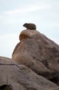 African hyrax