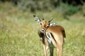African Impala Royalty Free Stock Photo