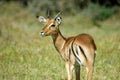 African impala Royalty Free Stock Photo