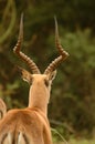 African impala Royalty Free Stock Photo