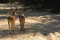 African Impala Royalty Free Stock Photo