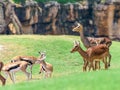 African Impala Aepyceros Melampus Royalty Free Stock Photo