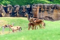 African Impala Aepyceros Melampus Royalty Free Stock Photo