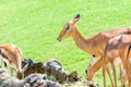 African Impala Aepyceros Melampus Royalty Free Stock Photo