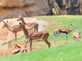 African Impala Aepyceros Melampus Royalty Free Stock Photo