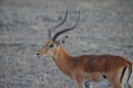 The African impala (Aepyceros melampus) has curved and spiral horns. Brown fur. Royalty Free Stock Photo