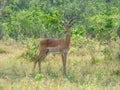 African impala, aerpyceros melampus, Botswana