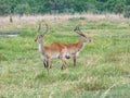 African impala, aerpyceros melampus, Botswana