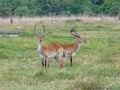 African impala, aerpyceros melampus, Botswana