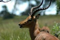 African Impala antelope Royalty Free Stock Photo