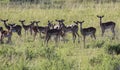 African impala antelopes graze in landscape of grassy savannah