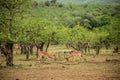 Impala Antelope Rams rucking in a South African wildlife reserve Royalty Free Stock Photo