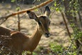 African impala closeup in the savanna Royalty Free Stock Photo