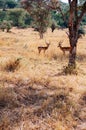 African Impala couple under tree in golden grass meadow of Serengeti Grumeti reserve Savanna forest Royalty Free Stock Photo