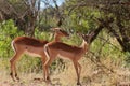 African Impala