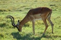 African Impala in savanna Royalty Free Stock Photo