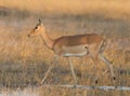 African impala at sunset