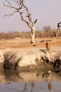 African impala at water hole Royalty Free Stock Photo