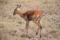 African impala (aepyceros melampus) in the field in Tanzania Royalty Free Stock Photo
