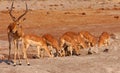 African Impalas Royalty Free Stock Photo