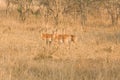 African impalas