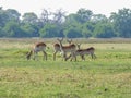 African impala, aerpyceros melampus, Botswana