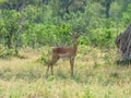 African impala, aerpyceros melampus, Botswana