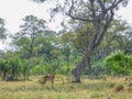 African impala, aerpyceros melampus, Botswana