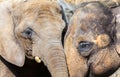 African and indian elephant heads portrait