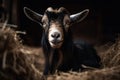 African Indigenous pygmy goat with curved horns behind a bale of hay