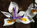 African Iris