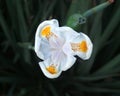 African iris or biweekly lily, white flower with green background