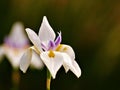 African Iris Bloom