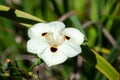 African iris (dietes bicolor) flower